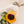 Detalle girasol - Omotesandō Plants