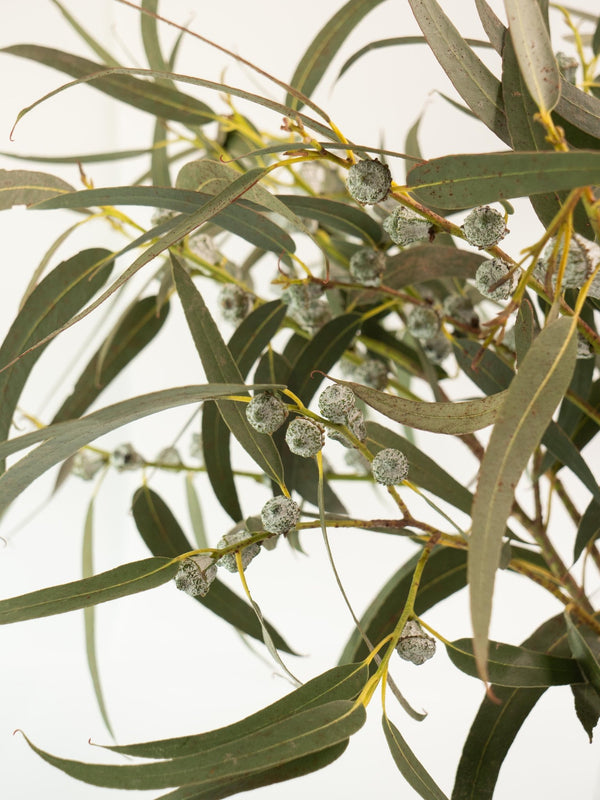 Eucalipto azul - Omotesandō Plants