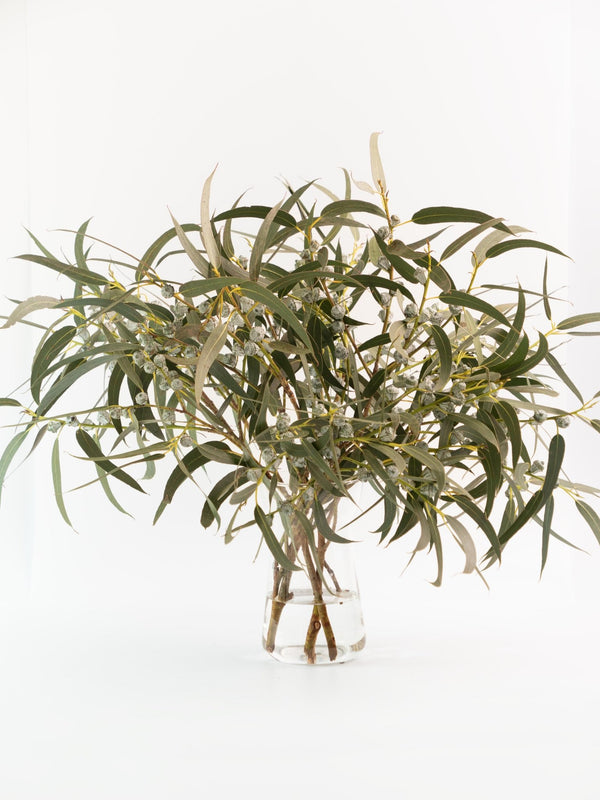 Eucalipto azul - Omotesandō Plants