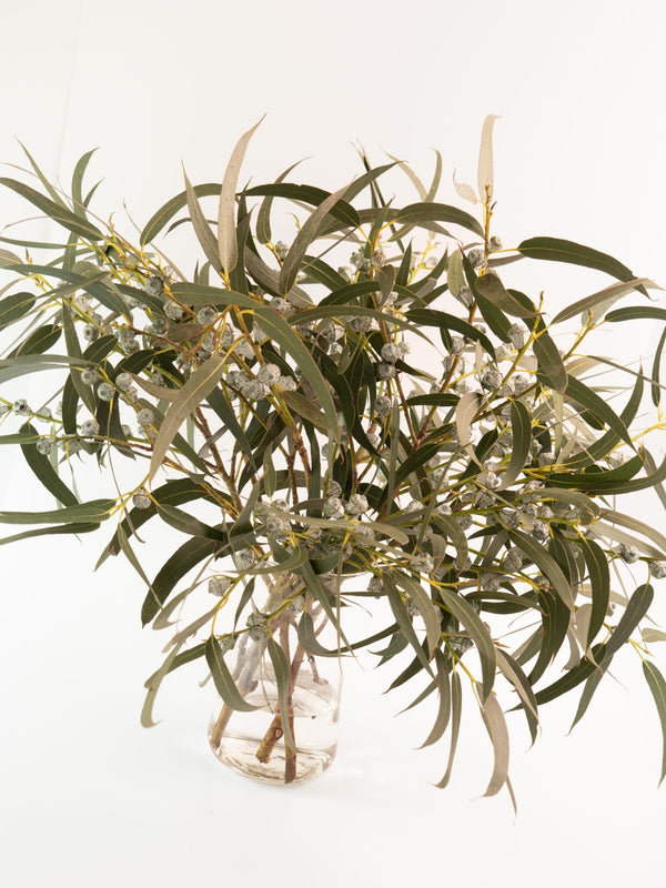 Eucalipto azul - Omotesandō Plants