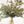 Eucalipto Cinerea - Omotesandō Plants