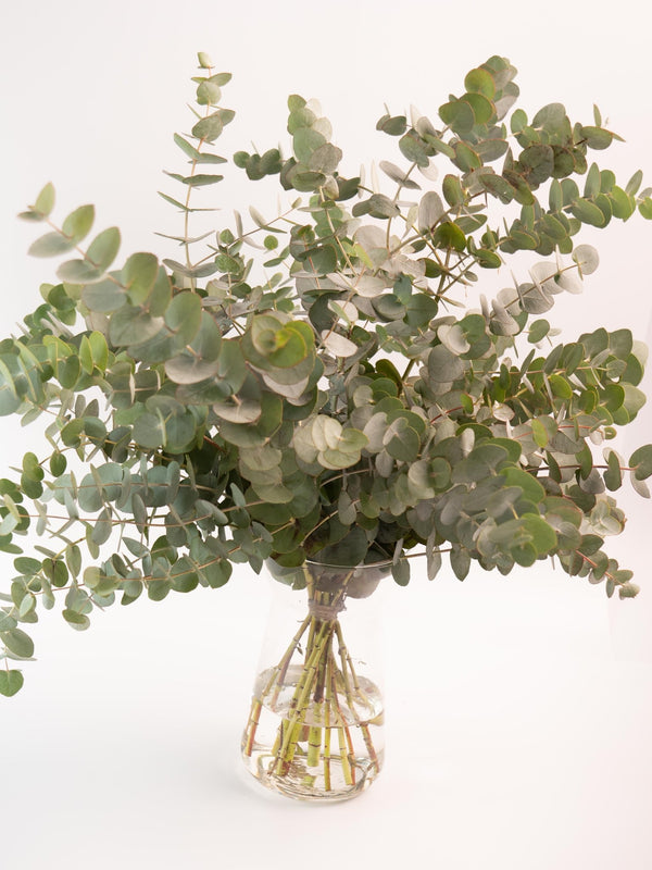 Eucalipto Cinerea - Omotesandō Plants