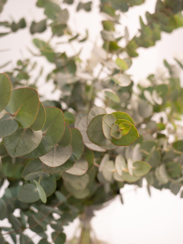Eucalipto Cinerea - Omotesandō Plants