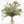 Eucalipto Cinerea - Omotesandō Plants