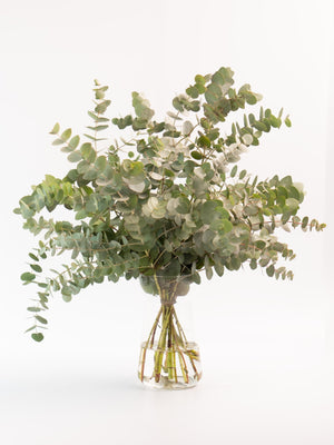 Eucalipto Cinerea - Omotesandō Plants
