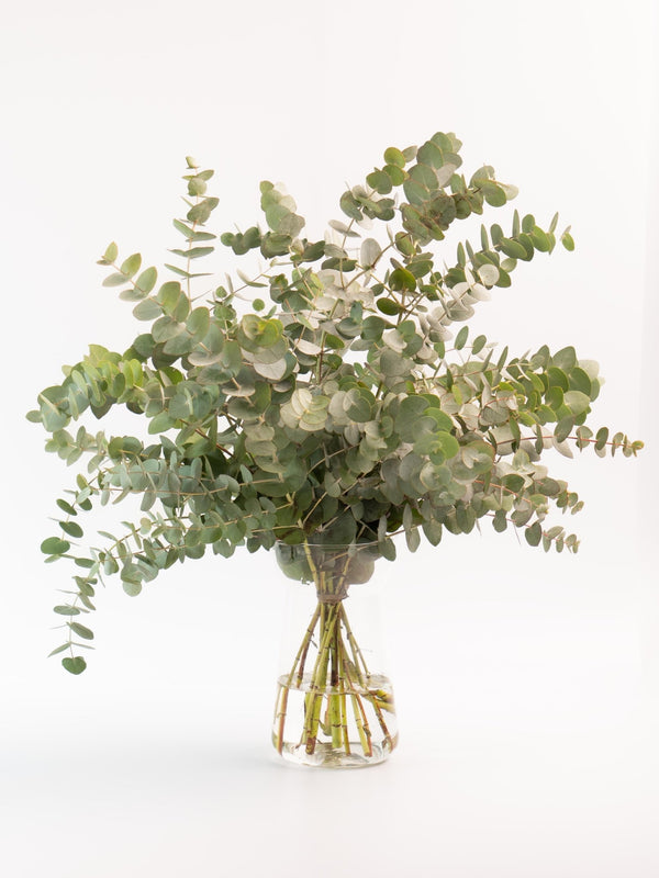 Eucalipto Cinerea - Omotesandō Plants
