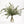 Eucalipto Gunni - Omotesandō Plants