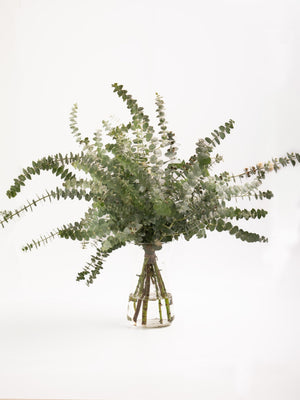 Eucalipto Gunni - Omotesandō Plants