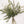 Eucalipto Gunni - Omotesandō Plants