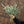 Eucalipto Gunni - Omotesandō Plants