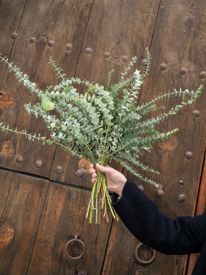 Eucalipto Gunni - Omotesandō Plants
