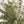 Eucalipto Gunni - Omotesandō Plants