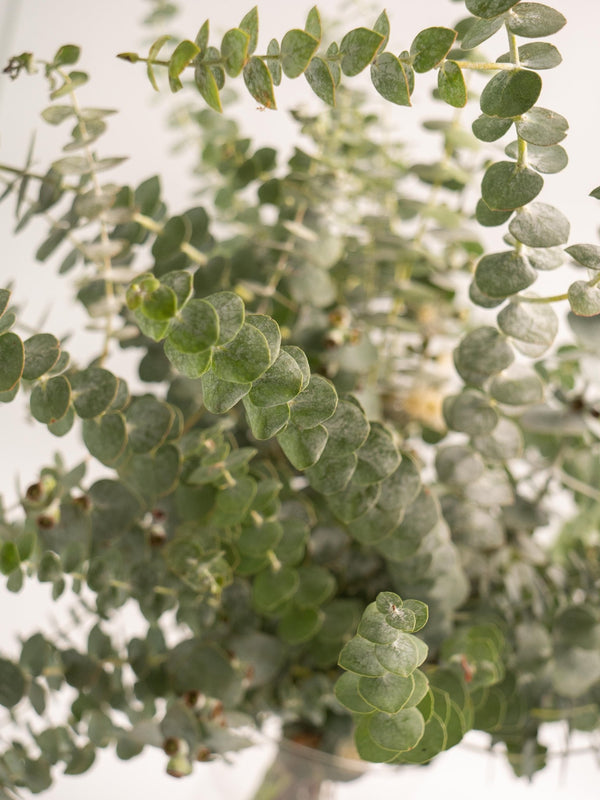 Eucalipto Gunni - Omotesandō Plants