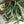 Eucalipto Gunni - Omotesandō Plants