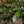 Eucalipto y magnolia - Omotesandō Plants