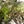 Eucalipto y magnolia - Omotesandō Plants