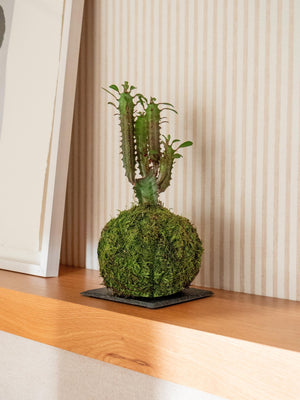 Euphorbia Kokedama - Omotesandō Plants