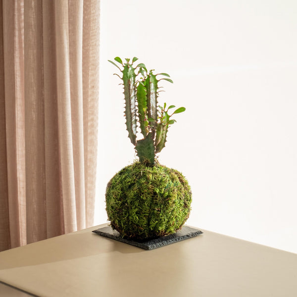 Euphorbia Kokedama - Omotesandō Plants