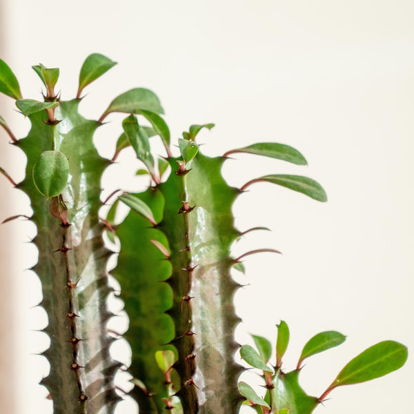 Euphorbia Kokedama - Omotesandō Plants