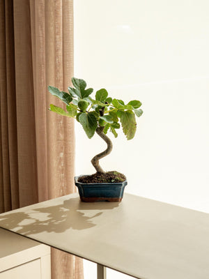 Ficus Carica - Omotesandō Plants