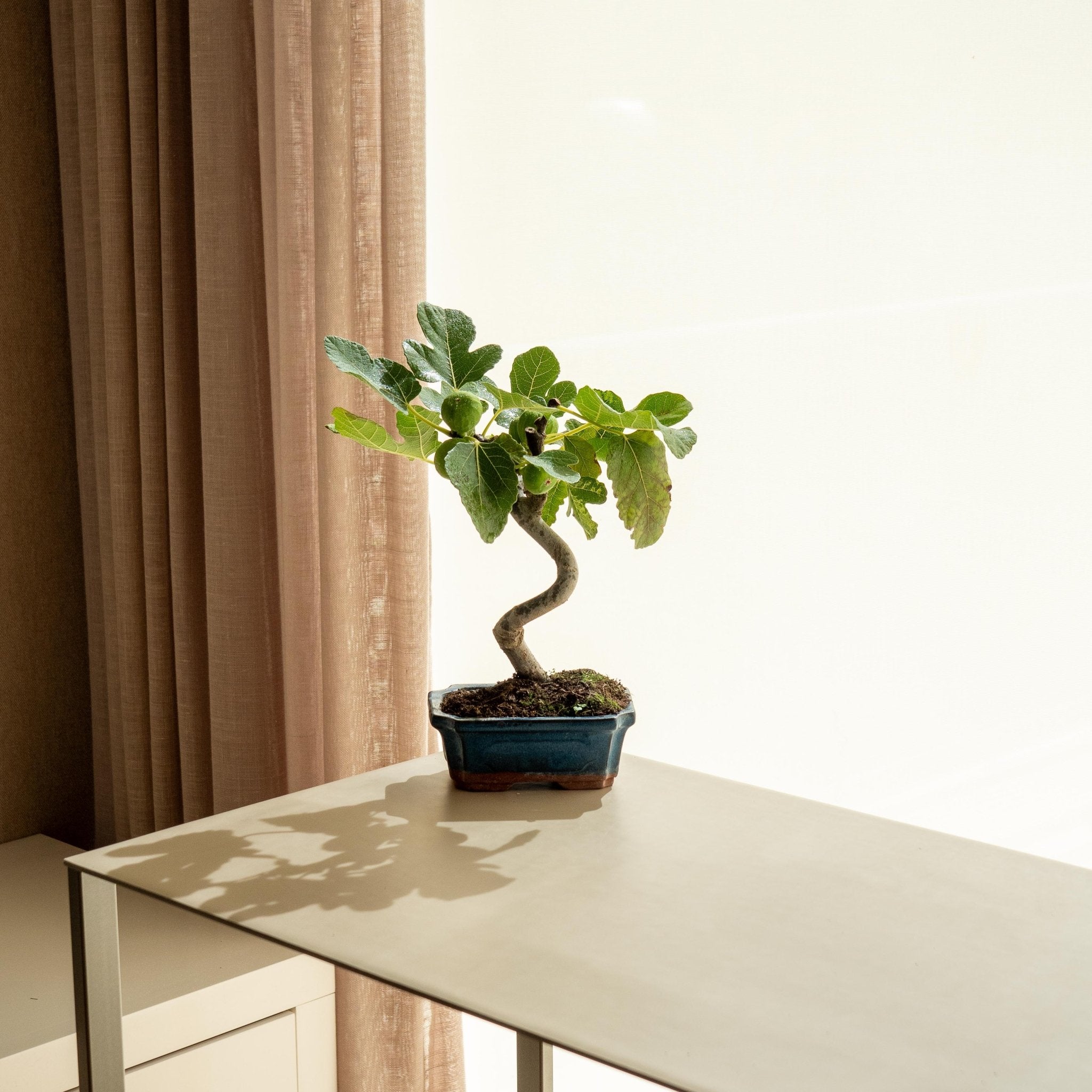 ficus carica bonsai tree Ficus Carica · Buy fig tree bonsai · Omotesandō Plants