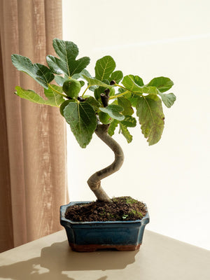 Ficus Carica - Omotesandō Plants