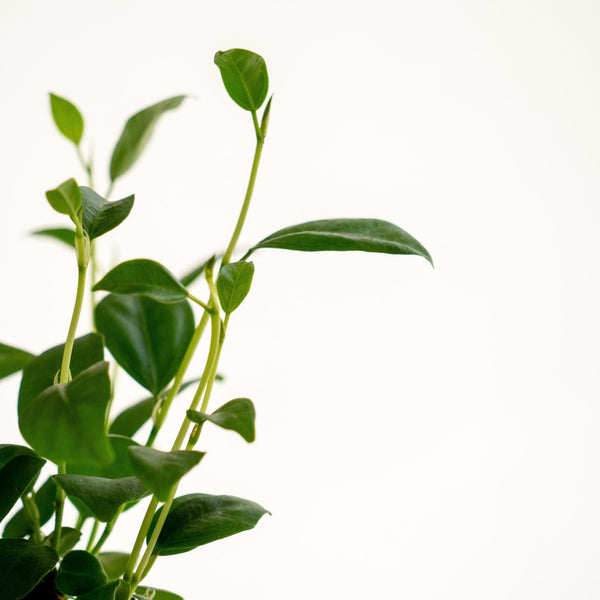 Ficus Ginseng mini Kokedama - Omotesandō Plants