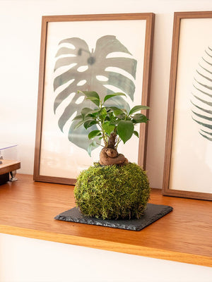 Ficus Ginseng mini Kokedama - Omotesandō Plants