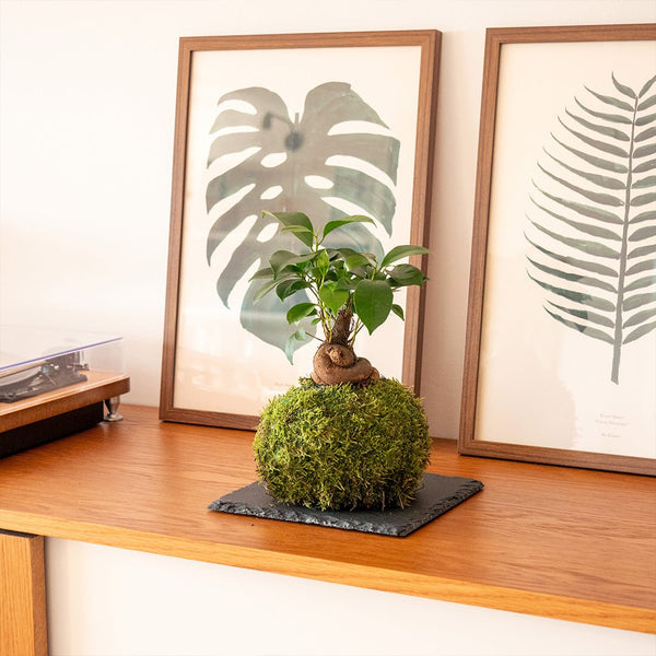 Ficus Ginseng mini Kokedama - Omotesandō Plants