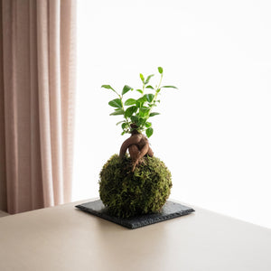 Ficus Ginseng mini Kokedama - Omotesandō Plants