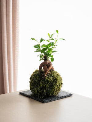 Ficus Ginseng mini Kokedama - Omotesandō Plants