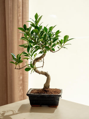 Ficus Retusa - Omotesandō Plants