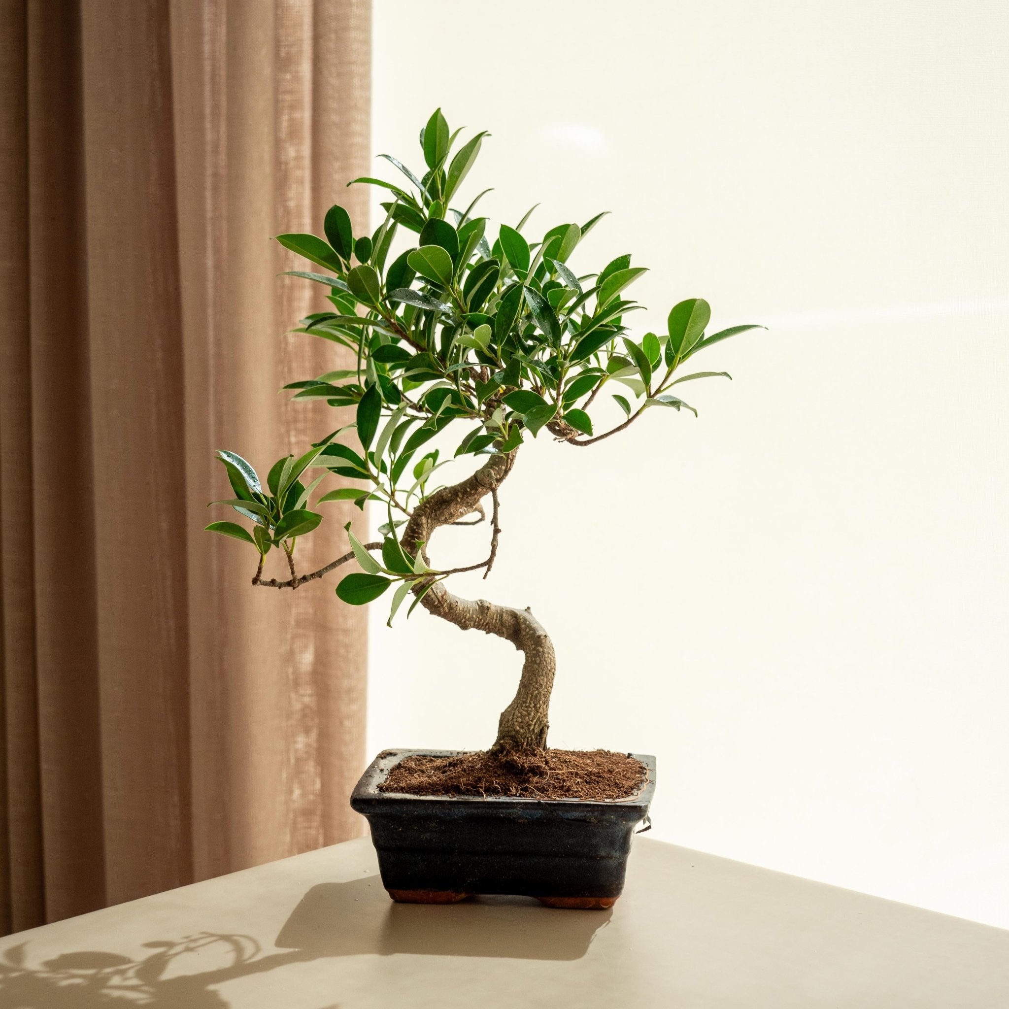 ficus retusa bonsai tree Ficus Retusa · Buy Ficus Retusa bonsai · Omotesandō Plants