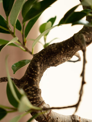 Ficus Retusa - Omotesandō Plants