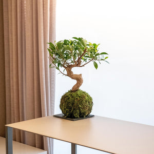 Ficus Retusa Kokedama - Omotesandō Plants