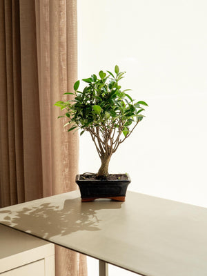 Ficus Retusa mini - Omotesandō Plants