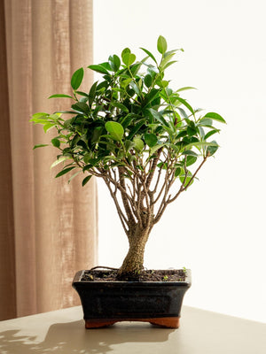 Ficus Retusa mini - Omotesandō Plants