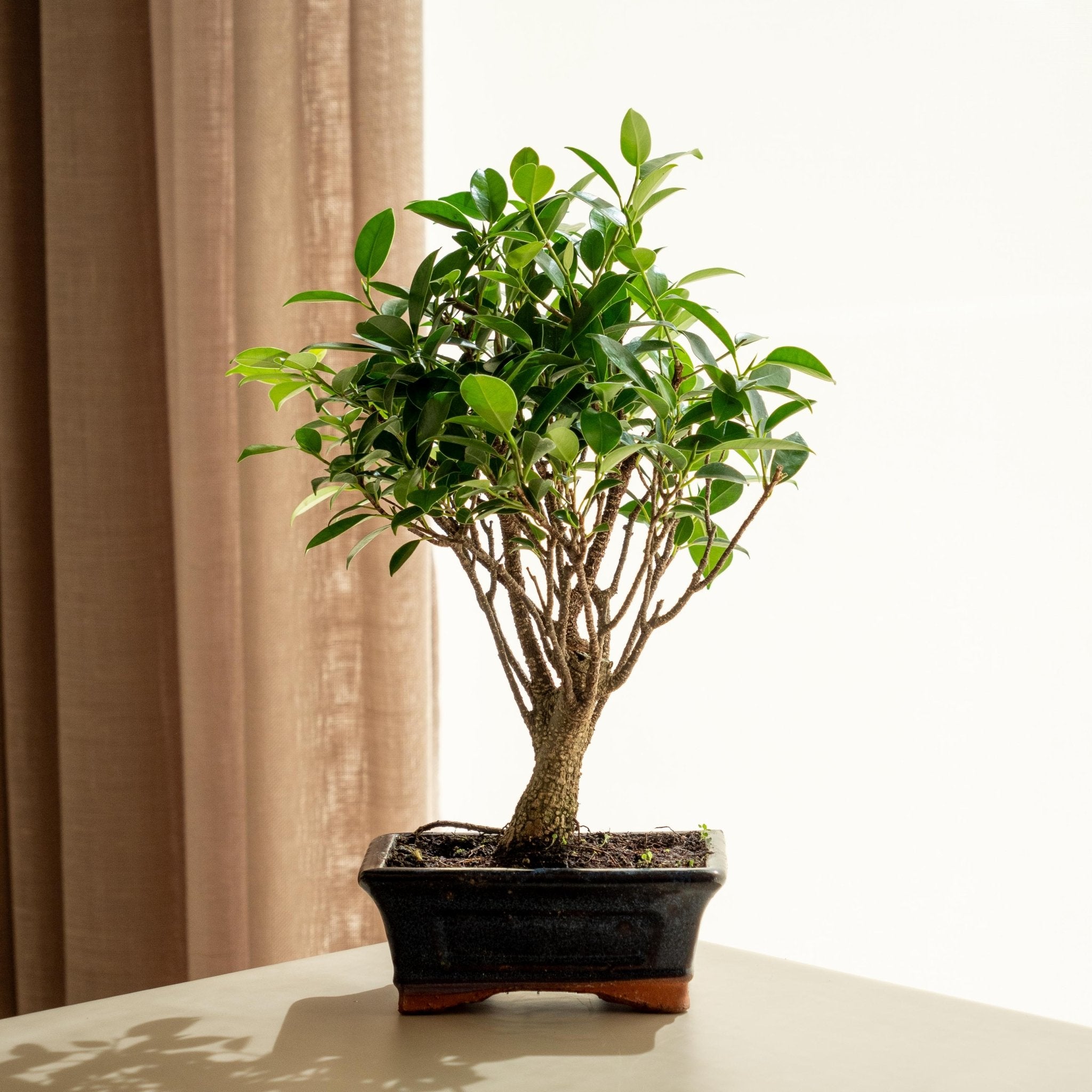Bonsai Ficus Ginseng a S in ciotola 25 cm Bonsai Ficus Ginseng a S in ciotola 25 cm