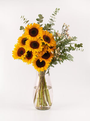 Girasoles - Omotesandō Plants