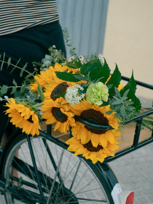Girasoles - Omotesandō Plants