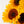 Girasoles - Omotesandō Plants