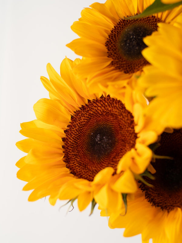 Girasoles - Omotesandō Plants