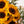 Girasoles - Omotesandō Plants
