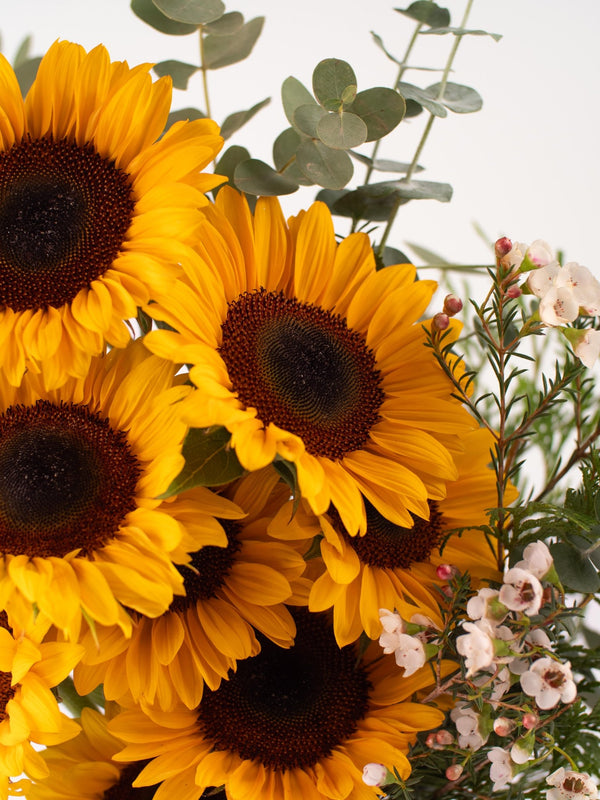 Girasoles - Omotesandō Plants