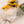 Girasoles - Omotesandō Plants
