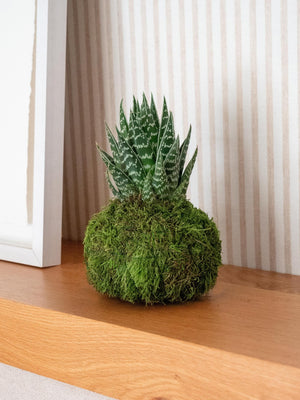 Haworthia Kokedama - Omotesandō Plants