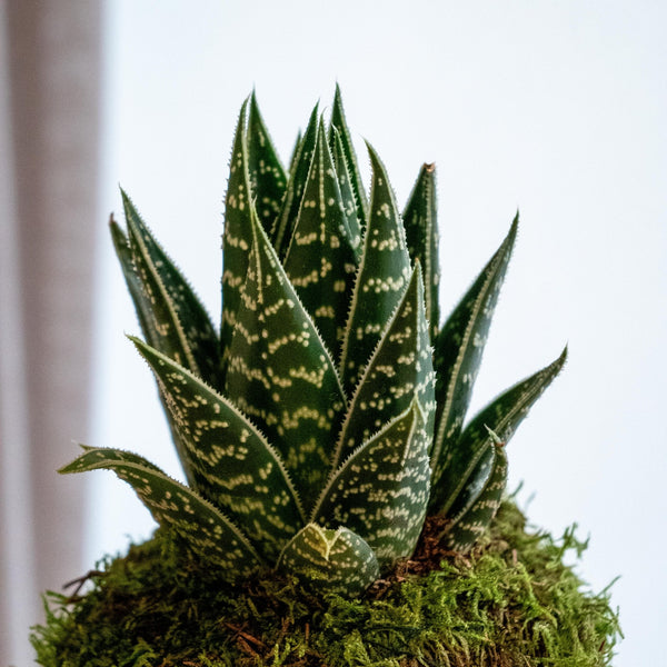 Haworthia Kokedama - Omotesandō Plants