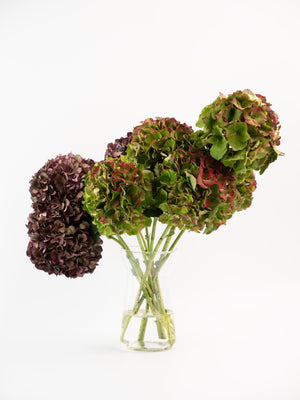 Hortensias - Omotesandō Plants