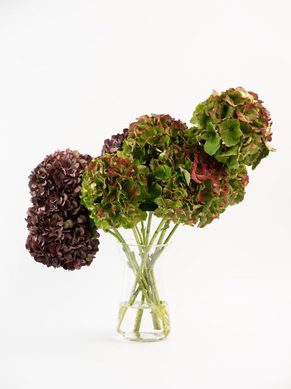 Hortensias - Omotesandō Plants