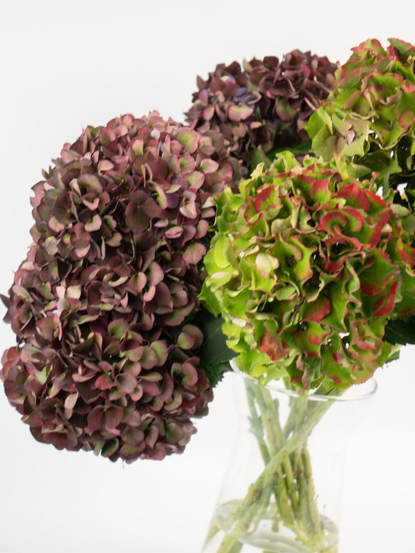 Hortensias - Omotesandō Plants